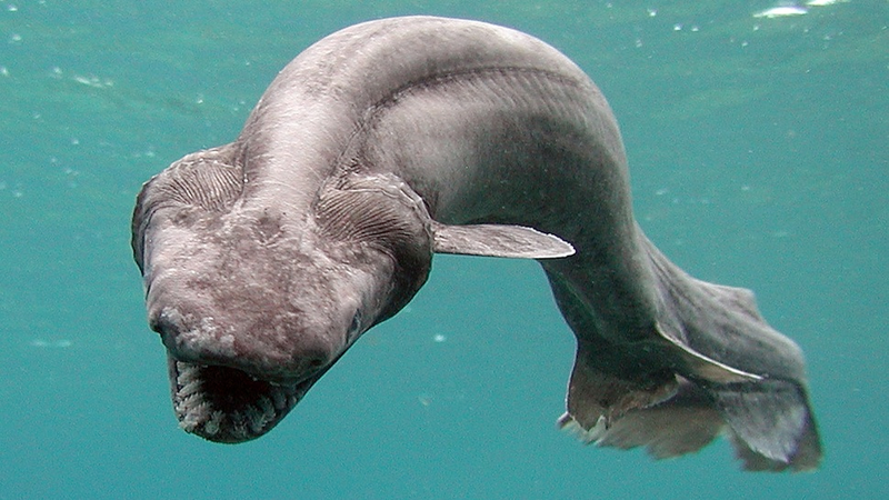 Illustration for article titled These Sea Creatures Are Clearly From Outer Space